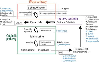 A Comprehensive Review on the Manipulation of the Sphingolipid Pathway by Pathogenic Bacteria